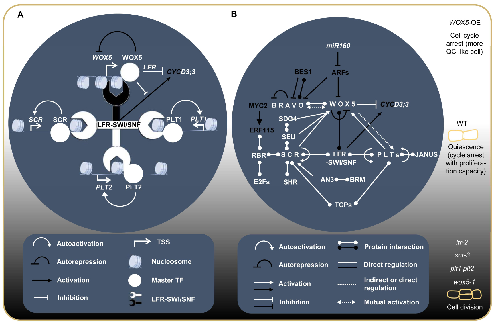 LFR-SWISNF 复合体调控植物根尖静止中心功能的分子机制.jpg